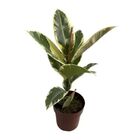 FICUS ELASTICA TINEKE  P17