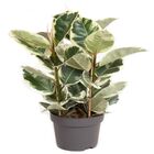 FICUS ELASTICA TINEKE  P20