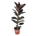 FICUS ELASTICA VARIADO PT24