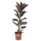 FICUS ELASTICA VARIADO PT24