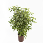 Fícus Golden King Pote 24