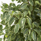 Fícus Golden King Pote 24