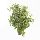 Fícus Golden King Pote 24