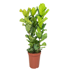 Fícus Lyrata 180cm Pote 40