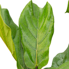 Fícus Lyrata 180cm Pote 40