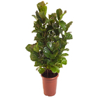 FICUS LYRATA BAMBINO P40 COMPACTO