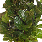FICUS LYRATA BAMBINO P40 COMPACTO