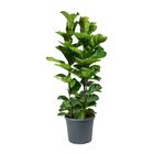 FICUS LYRATA BAMBINO P24