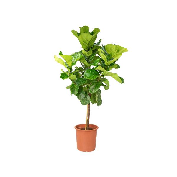 Ficus Lyrata Bambino P30 Formato Arvore