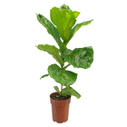 Ficus Lyrata Pote 17