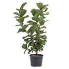 Ficus Lyrata Pote 24 Compacto