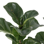 Ficus Lyrata Pote 24 Compacto
