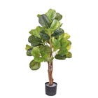 Ficus Lyrata Verde