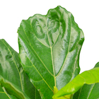 Ficus Lyrata Warb Pote 17 Planta Natural