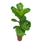 Ficus Lyrata Warb Pote 17 Planta Natural