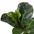 Ficus Lyrata Warb Pote 24 Planta Natural