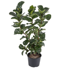Ficus Lyrata Warb Pote 24 Planta Natural