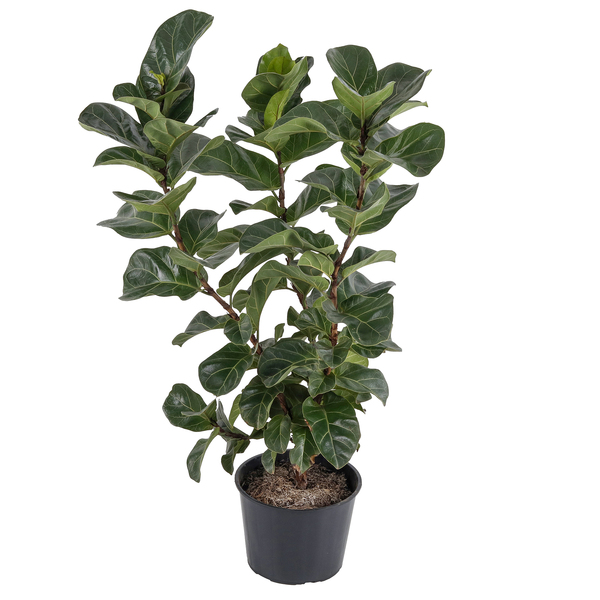 Ficus Lyrata Warb Pote 24 Planta Natural