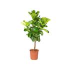 Ficus Lyrata Warb Pote 30 Planta Natural