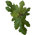 Figo Carica Planta Natural