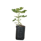Figo Carica Planta Natural