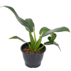 Filodendro Pacová Pote 20