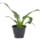 Filodendro Pacová Pote 20