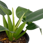 Filodendro Pacová Pote 20