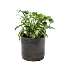 Filodendro Philodendron Xanadu Pequeno Pote 5 Planta Natural
