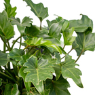 Filodendro Philodendron Xanadu Pequeno Pote 5 Planta Natural