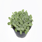 Fitônia Folha Fina Cuia 13