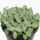 Fitônia Folha Fina Cuia 13