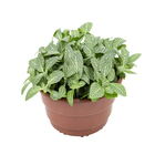 Fitônia Folha Fina Cuia 21