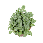 Fitônia Folha Fina Cuia 21