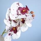 Flor Artificial Arranjo De Orquídea Tigre No Vaso De Cimento