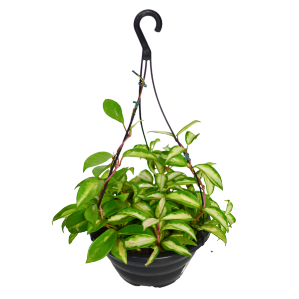 Flor De Cera Grande Pote 21 Hoya Carnosa Trepadeira Variadas