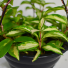 Flor De Cera Grande Pote 21 Hoya Carnosa Trepadeira Variadas