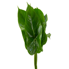 Flor de Corte Maço Folha Anthurium Mini