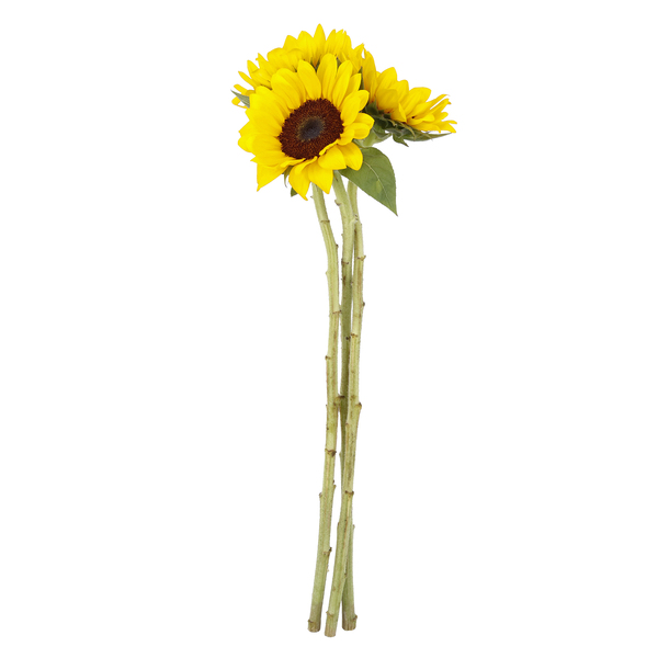 Flor de Corte Maço Girasol Variado