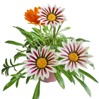 Flor de Jardim PT14 Afonso