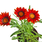 Flor de Jardim PT14 Afonso