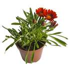 Flor de Jardim PT14 Afonso