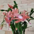 Flor De Maio  Schlumbergera Truncata Pt10 Laranja