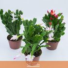 Flor de Maio Cuia 21