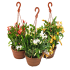 Flor de Maio Cuia 21