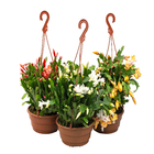 Flor de Maio Cuia 21