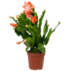 Flor de Maio Pote 11