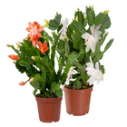 Flor de Maio Pote 11