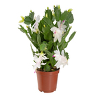 Flor de Maio Pote 11