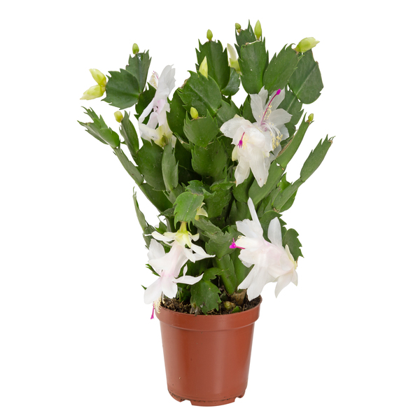 Flor de Maio Pote 11